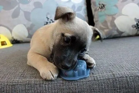 Kosi do adopcji,  śląskie Częstochowa