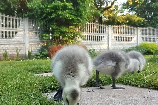 bernikle białolice - pisklęta gęsi (zamówienia), Śląskie, Siewierz