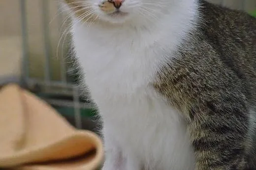 DO WYBORU I KOLORU; one dwie i on jeden !,  mazowi