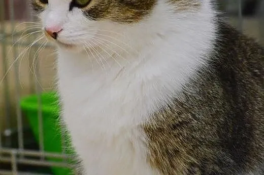 DO WYBORU I KOLORU; one dwie i on jeden !,  mazowi
