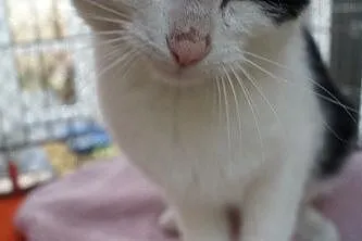 Czupurek