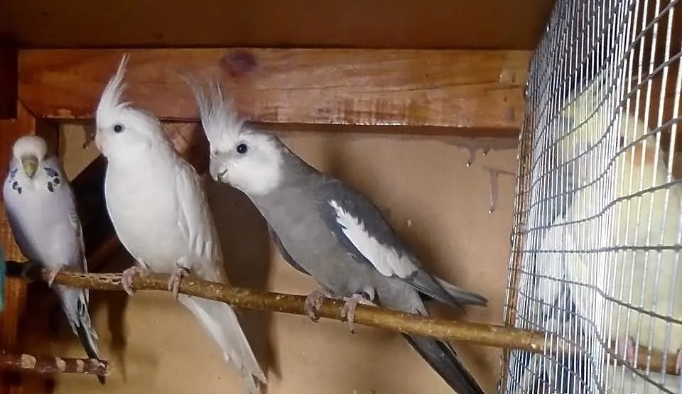 Papugi nimfy albino i białogłowy