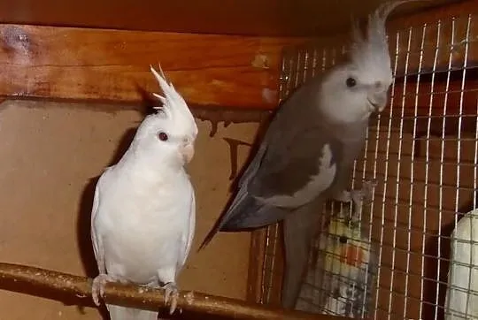 Papugi nimfy albino i białogłowy