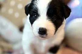 Szczenięta Border Collie FCI po przebadanych rodzicach