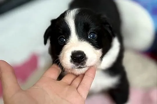 Szczenięta Border Collie FCI po przebadanych rodzicach, Podlaskie, Monkinie