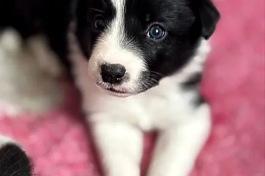 Szczenięta Border Collie FCI po przebadanych rodzicach, Podlaskie, Monkinie