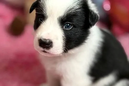 Szczenięta Border Collie FCI po przebadanych rodzicach, Podlaskie, Monkinie