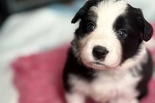 Szczenięta Border Collie FCI po przebadanych rodzicach, Podlaskie, Monkinie
