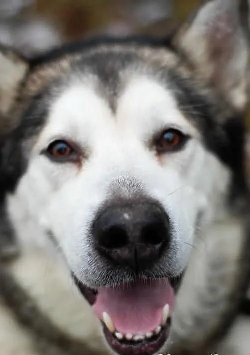Szaste - piekny husky szuka domu