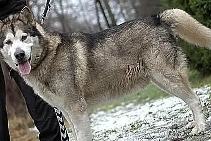 Szaste - piekny husky szuka domu