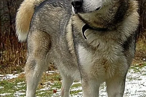 Szaste - piekny husky szuka domu