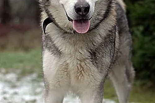 Szaste - piekny husky szuka domu