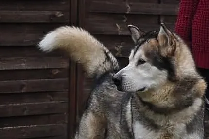 Szaste - piekny husky szuka domu