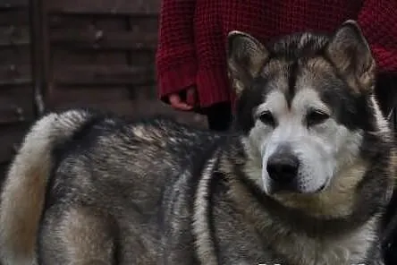 Szaste - piekny husky szuka domu