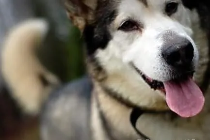 Szaste - piekny husky szuka domu
