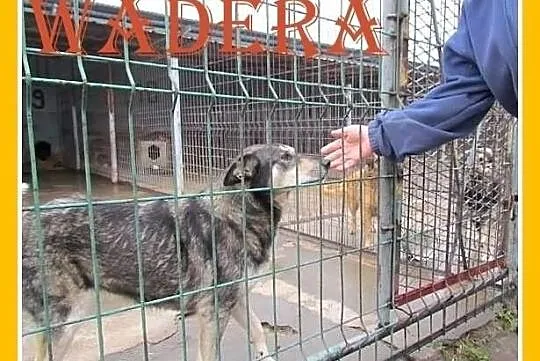 Wadera - wilczasta, łagodna, zrównoważona suczka