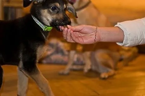 4 mies. Bunia czeka na odpowiedzialną adopcję,  Ku