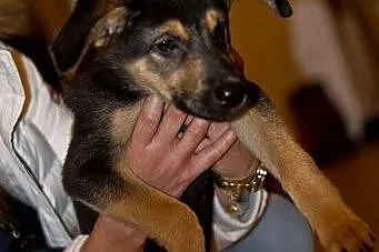 4 mies. Bunia czeka na odpowiedzialną adopcję,  Ku