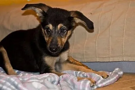 4 mies. Bunia czeka na odpowiedzialną adopcję,  Ku
