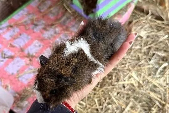 Samczyk świnki morskiej rozetka, Wielkopolskie, Dobra Nadzieja