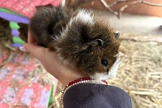 Samczyk świnki morskiej rozetka, Wielkopolskie, Dobra Nadzieja