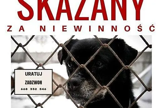 Małpiszonek to fantastyczny psiak - wesoły ogonek,
