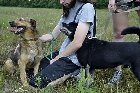 Małpiszonek to fantastyczny psiak - wesoły ogonek,
