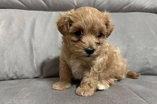 Chłopiec Maltipoo F1