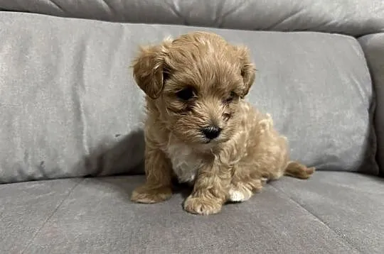 Chłopiec Maltipoo F1, Śląskie, Zawiercie