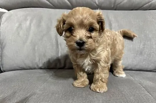 Chłopiec Maltipoo F1, Śląskie, Zawiercie