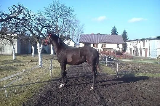 Ogierek wlkp