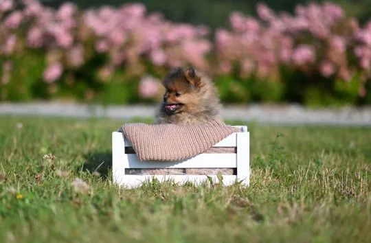 Szpic miniaturowy / pomeranian / boo / samiec orange / FCI