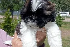 Shih tzu śliczny chłopczyk tricolor