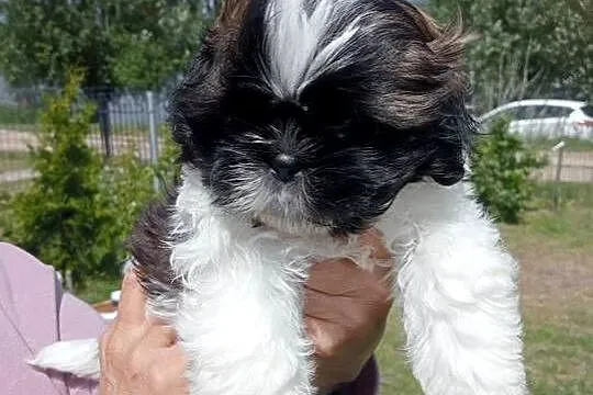 Shih tzu śliczny chłopczyk tricolor, Wielkopolskie, Mieleszyn