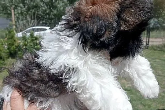 Shih tzu śliczny chłopczyk tricolor, Wielkopolskie, Mieleszyn