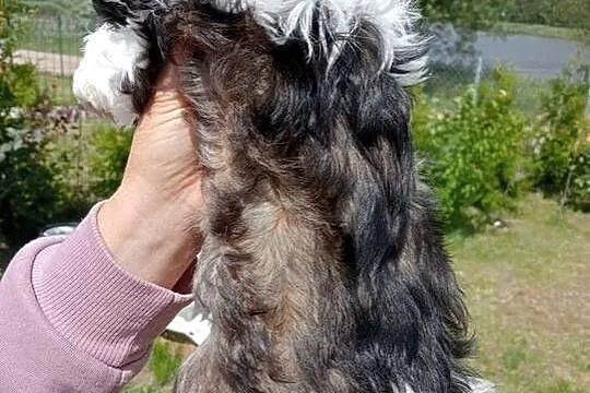 Shih tzu śliczny chłopczyk tricolor, Wielkopolskie, Mieleszyn