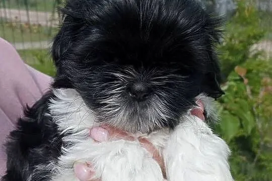 Shih tzu śliczny chłopczyk tricolor, Wielkopolskie, Mieleszyn