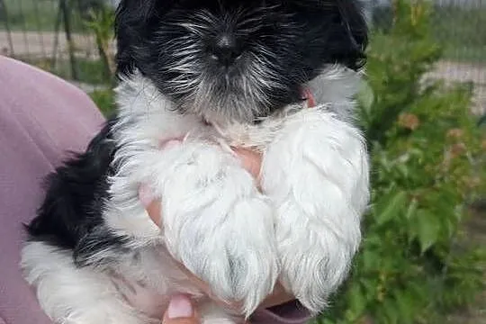 Shih tzu śliczny chłopczyk tricolor, Wielkopolskie, Mieleszyn