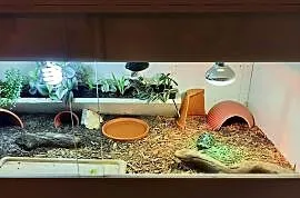 Żółw gwiaździsty lądowy terrarium