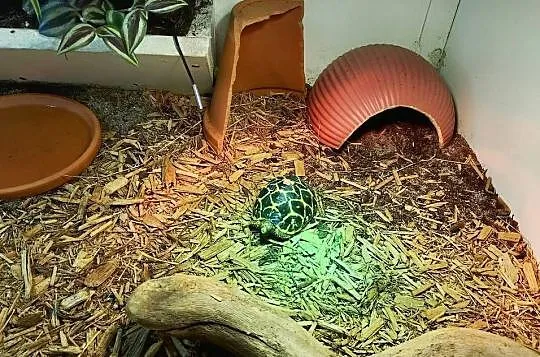 Żółw gwiaździsty lądowy terrarium, Śląskie, Bielsko-Biała