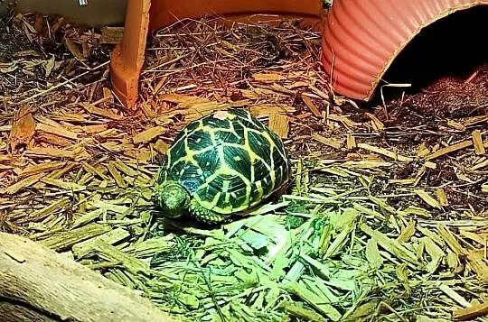 Żółw gwiaździsty lądowy terrarium, Śląskie, Bielsko-Biała