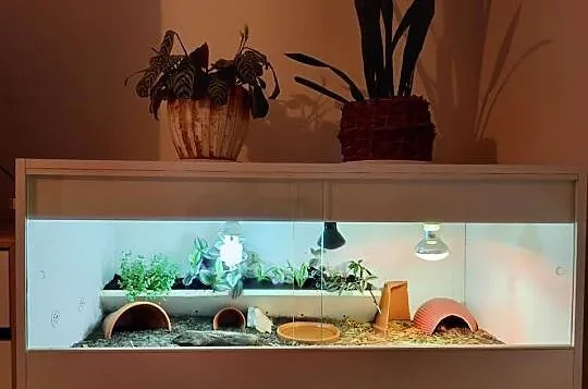 Żółw gwiaździsty lądowy terrarium, Śląskie, Bielsko-Biała