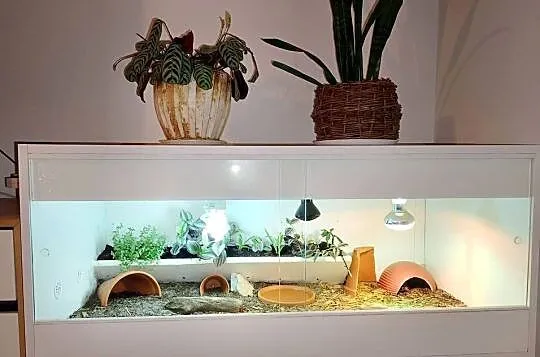 Żółw gwiaździsty lądowy terrarium, Śląskie, Bielsko-Biała