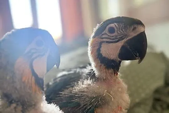 Ara Ararauna do dalszego ręcznego karmienia, Śląskie, Gliwice