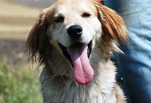 Bond piękny, długowłosy mix collie lub golden ADOP