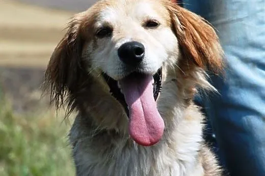 Bond piękny, długowłosy mix collie lub golden ADOP