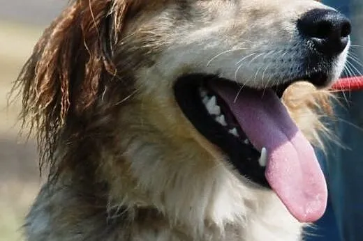 Bond piękny, długowłosy mix collie lub golden ADOP