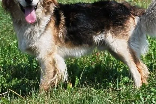 Bond piękny, długowłosy mix collie lub golden ADOP