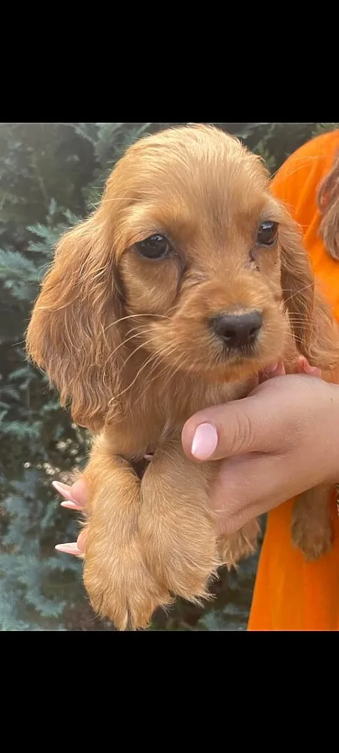 Szczeniaki Cocker Spaniel, Mazowieckie, Kobyłka
