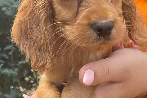 Szczeniaki Cocker Spaniel, Mazowieckie, Kobyłka